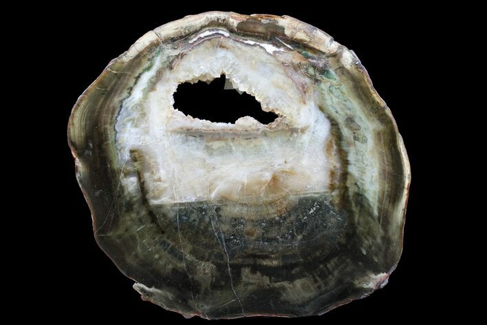 Triassic Petrified Wood (Woodworthia) Round - Zimbabwe #167956